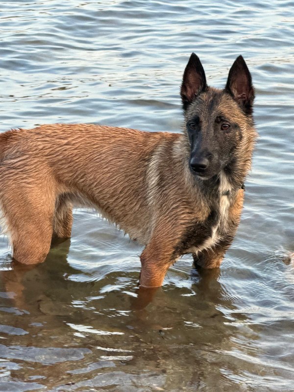 Nala_